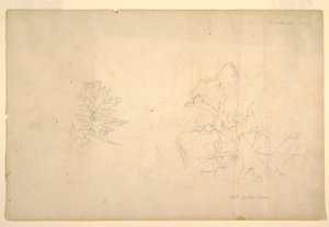 Zeichnung, Baum und toter Baumstamm, September 1844 von Frederic Edwin Church