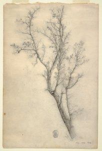 Zeichnung, Baum mit vielen Ästen, Juli 1844 von Frederic Edwin Church