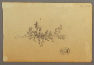Immergrüner Baum