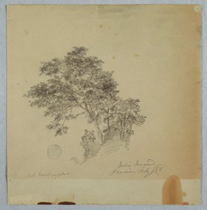 Indische Tamarindenbäume, Jamaika