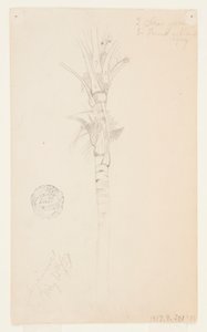 Blätter und Stamm einer Palme, Aspinwall, Panama von Frederic Edwin Church