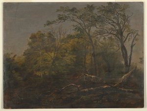 Maine-Wälder