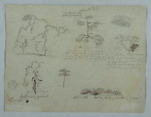 Naturstudien einschließlich eines Kandelaberbaums mit einem Faultier, Rio Magdalena, Kolumbien von Frederic Edwin Church
