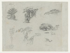 Skizzen aus Südamerika. Botanische Skizzen. Fliegender Kranich. von Frederic Edwin Church