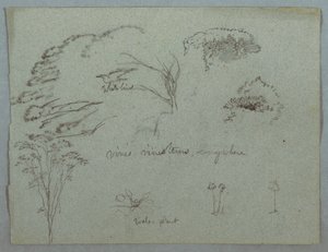 Studien vom Rio Magdalena, Kolumbien: Baumwipfel, fliegender weißer Vogel, Ranken und drei blühende Pflanzen von Frederic Edwin Church