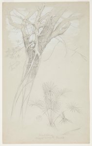 Studie eines Baumstamms, Schmarotzerpflanze und Palmenpflanze, Jamaika von Frederic Edwin Church