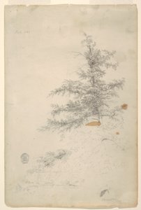 Baum, Bach