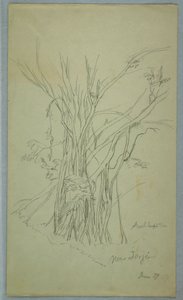 Baum mit vielen getrennten Stämmen in der Nähe von Jorje, Ecuador, Juni 1857