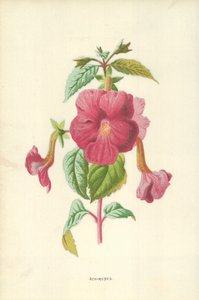 Achimenes von Frederick Edward Hulme