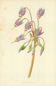 Amerikanische Kuhschelle von Frederick Edward Hulme