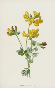 Gewöhnlicher Hornklee von Frederick Edward Hulme