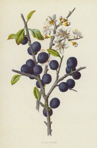 Schlehdorn