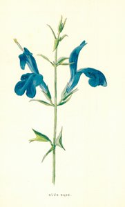 Blauer Salbei von Frederick Edward Hulme