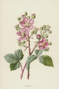 Brombeere von Frederick Edward Hulme