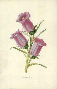 Glockenblume von Frederick Edward Hulme