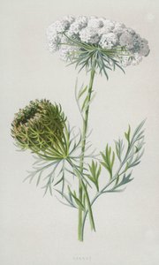 Karotte von Frederick Edward Hulme