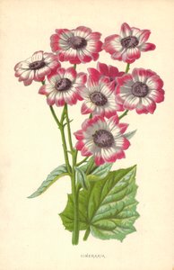 Cinerarie