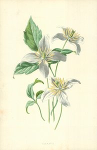 Clematis von Frederick Edward Hulme