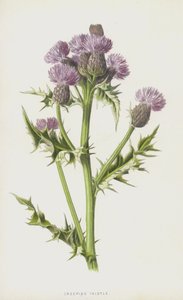 Kriechende Distel von Frederick Edward Hulme