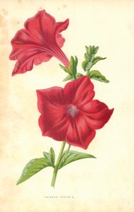 Purpurrote Petunie von Frederick Edward Hulme