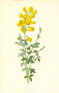 Zytisus von Frederick Edward Hulme