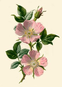 Hundsrose, 1877