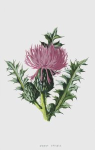 Zwerg-Kratzdistel von Frederick Edward Hulme