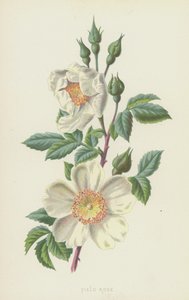 Feld-Rose von Frederick Edward Hulme