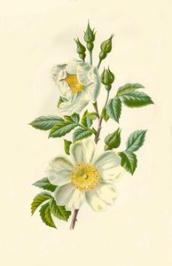 Feldrose, 1877 von Frederick Edward Hulme