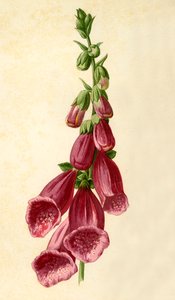 Fingerhut, 1877