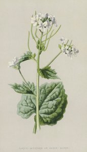 Knoblauchsrauke