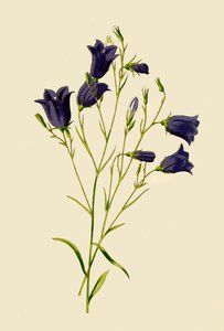 Glockenblume