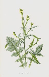 Hederich