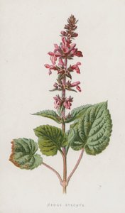 Zaun-Stachys von Frederick Edward Hulme