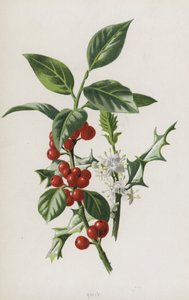 Stechpalme von Frederick Edward Hulme