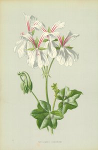 Efeublättriger Geranium von Frederick Edward Hulme