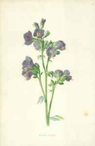 Jakobsleiter von Frederick Edward Hulme