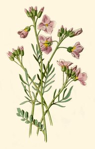 Wiesenschaumkraut, Bitterkresse oder Kuckucksblume, 1877 von Frederick Edward Hulme