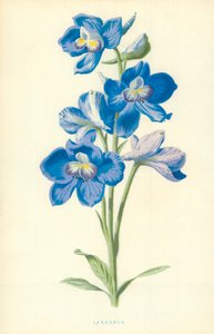 Rittersporn von Frederick Edward Hulme