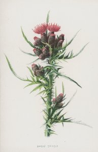Sumpf-Kratzdistel von Frederick Edward Hulme