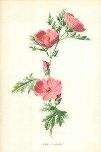 Miniatur-Malve von Frederick Edward Hulme