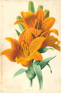 Orange Lilie von Frederick Edward Hulme