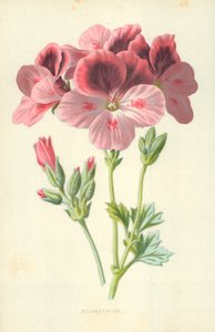 Pelargonie von Frederick Edward Hulme