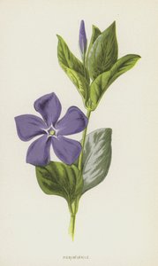 Immergrün von Frederick Edward Hulme