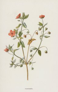 Gauchheil von Frederick Edward Hulme
