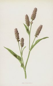 Rote Knöterich von Frederick Edward Hulme