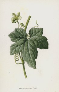 Rotbeerige Zaunrübe