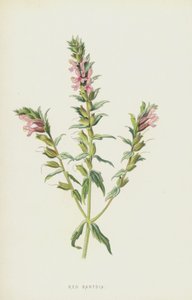 Rote Bartsie von Frederick Edward Hulme