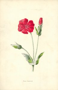 Lichtnelke von Frederick Edward Hulme