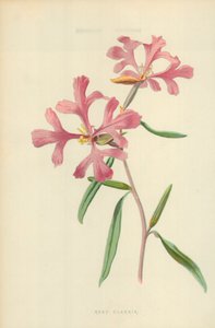 Rosafarbene Clarkia von Frederick Edward Hulme